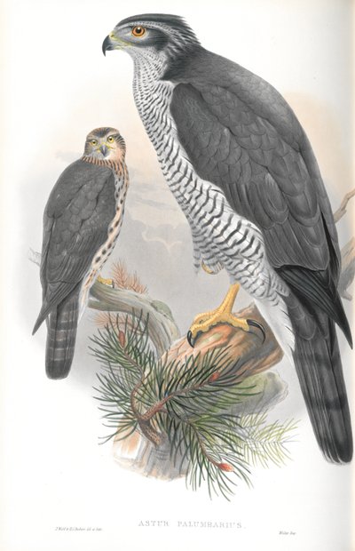 Illustration des Habichts von John Gould