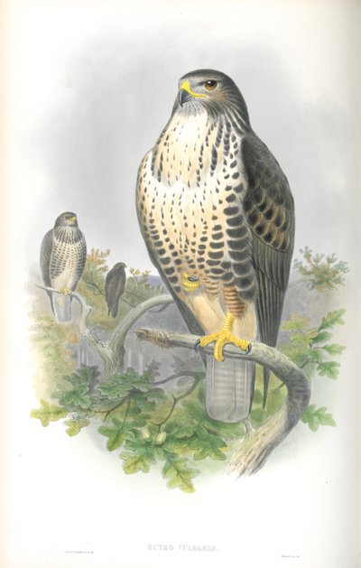 Illustration des Mäusebussards von John Gould