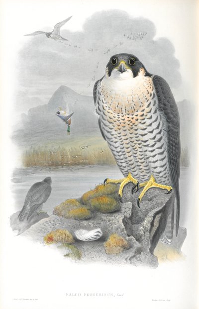 Illustration des Wanderfalken von John Gould