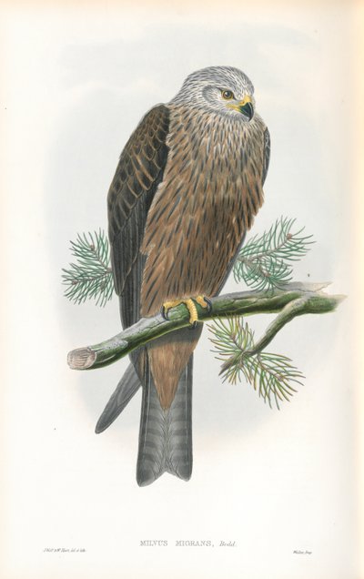 Illustration von Milvus Migrans (Schwarzmilan) von John Gould