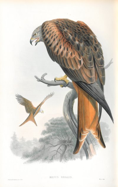 Illustration von Milvus Regalis (Rotmilan) von John Gould