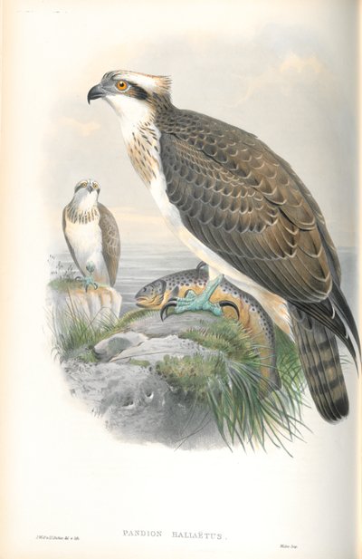 Illustration des Fischadlers von John Gould