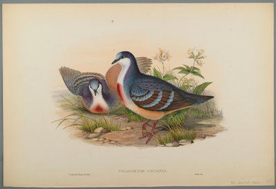 Blutbrusttaube von John Gould