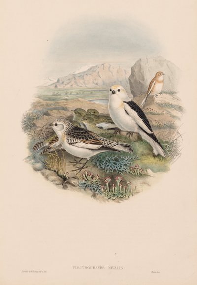 Schneesperling von John Gould