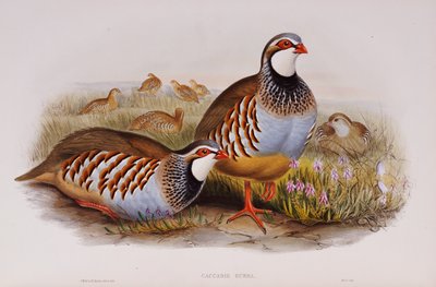 Rotbeinige Rebhühner, 1862-73 von John Gould