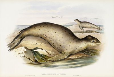 Seeleopard von John Gould