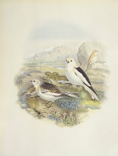 Schneeammer (Plectrophenax nivalis), Illustration von John Gould