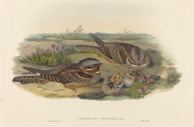 Caprimulgus europaeus (Ziegenmelker) von John Gould and H.C. Richter