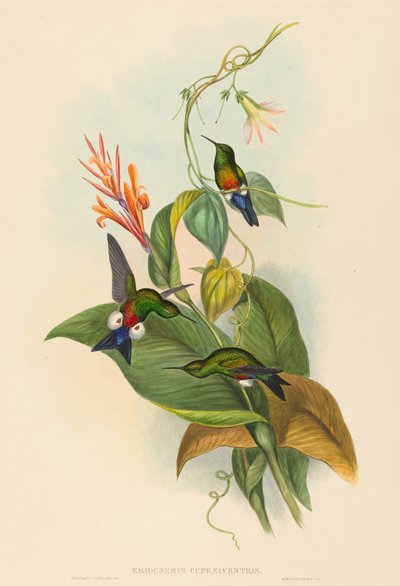 Eriocnemis cupreiventris (Kupferbauch-Puffbein) von John Gould and H.C. Richter