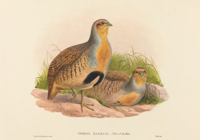 Perdix barbata (Daurische Rebhuhn) von John Gould and H.C. Richter