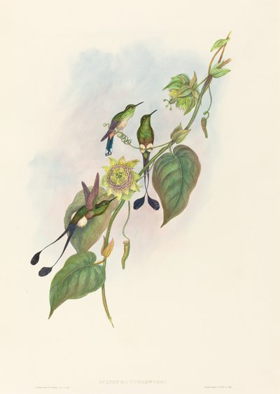 Spathura underwoodi (Weißfüßiger Racketenschwanz) von John Gould and H.C. Richter