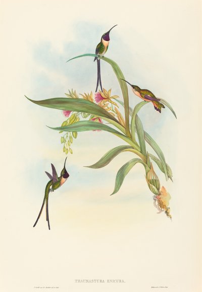 Tharmastura enicura (Schlanker Scherenschwanz) von John Gould and H.C. Richter