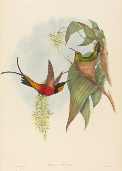 Topaza pyra (Feen-Topas) von John Gould and H.C. Richter
