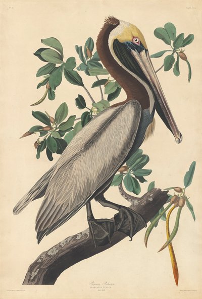 Brauner Pelikan von John James (after) Audubon