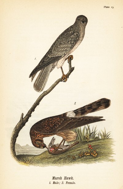 Weihenartiger, Circus hudsonius von John James (after) Audubon
