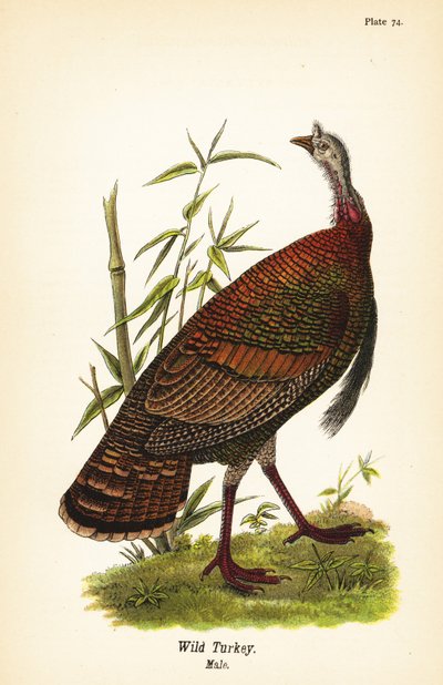 Wildtruthahn, Meleagris gallopavo, Männchen von John James (after) Audubon