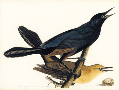 Ein Paar Bootschwanzgrackeln von John James Audubon