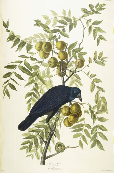 Amerikanische Krähe von John James Audubon