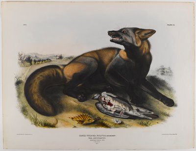 Amerikanischer Kreuzfuchs von John James Audubon