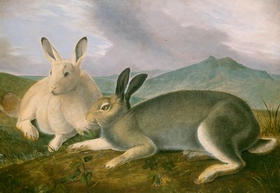 Arktischer Hase, ca. 1841 von John James Audubon