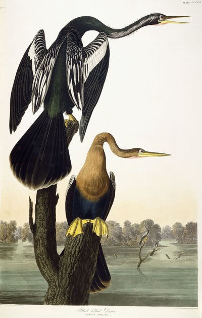Schwarzbauch-Schlangenhalsvogel, 1836 von John James Audubon