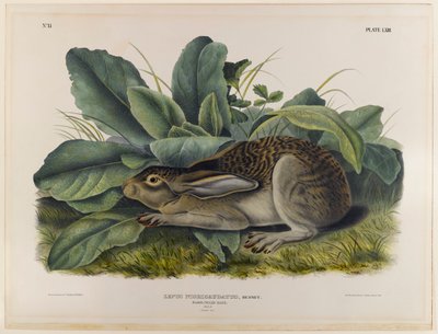 Schwarzschwanzhase von John James Audubon