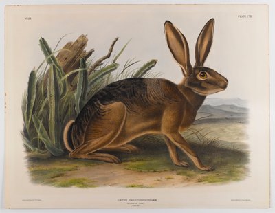 Kalifornischer Hase, 1847 von John James Audubon