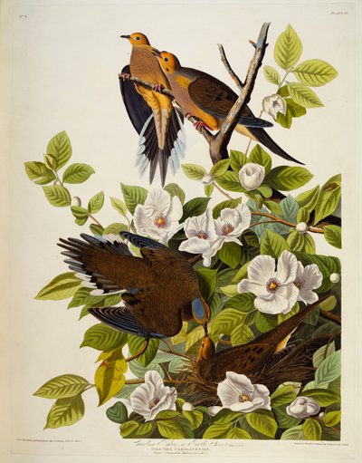 Carolina Turteltaube. Trauertaube von John James Audubon