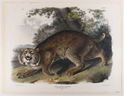 Gewöhnliche amerikanische Wildkatze von John James Audubon