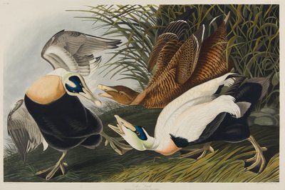 Eiderente, 1835 von John James Audubon