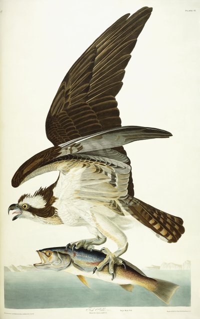 Fischadler, 1830 von John James Audubon