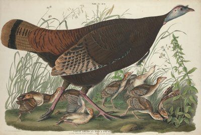 Große amerikanische Henne und Jungtiere, 1827 von John James Audubon