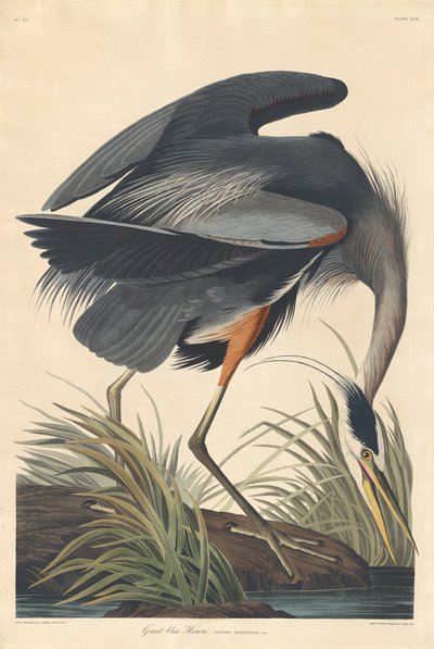 Großer Blauer Reiher, 1834 von John James Audubon