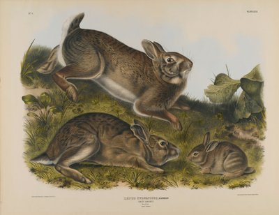 Graues Kaninchen von John James Audubon