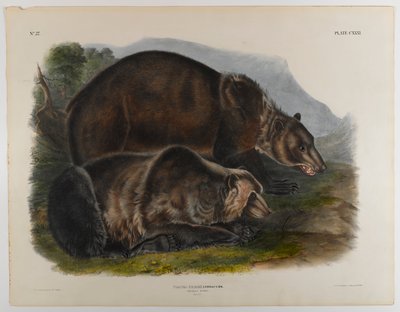 Grizzlybär von John James Audubon