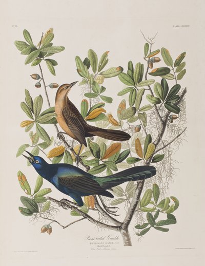 Illustration aus 
