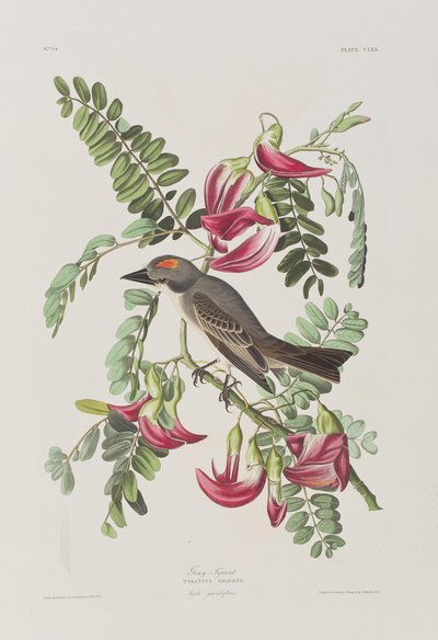 Illustration aus 