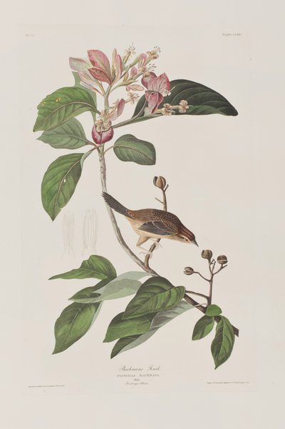 Illustration aus 