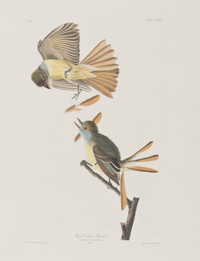 Illustration aus 