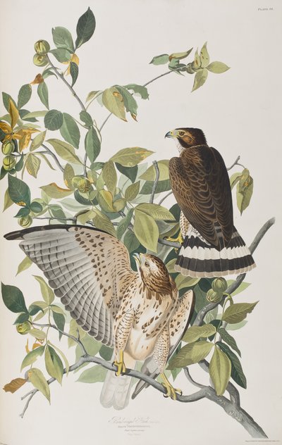 Illustration aus 