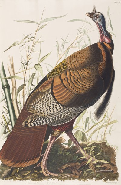 Illustration aus 