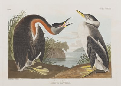 Illustration aus 
