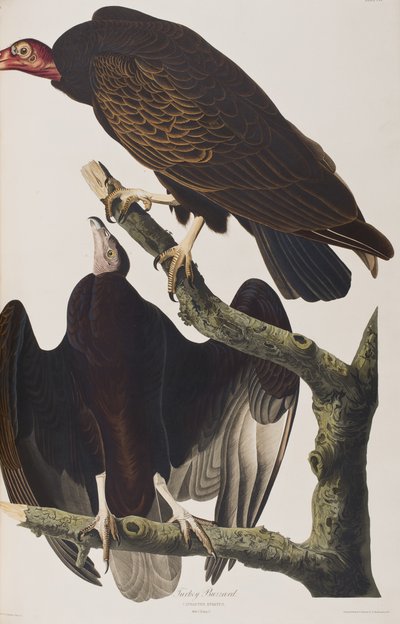 Illustration aus 