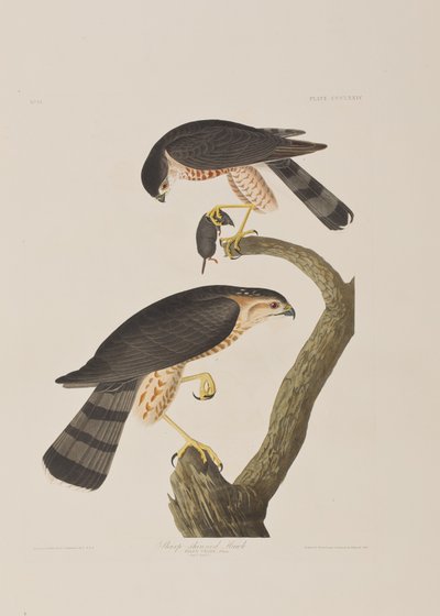 Illustration aus 
