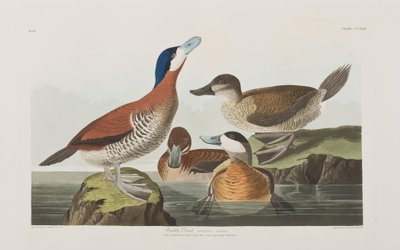 Illustration aus 