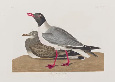 Illustration aus 