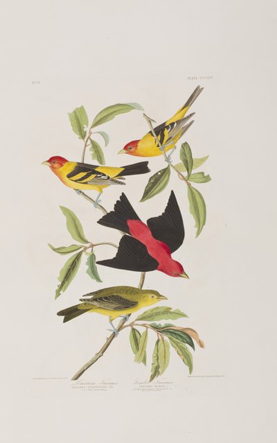 Illustration aus 