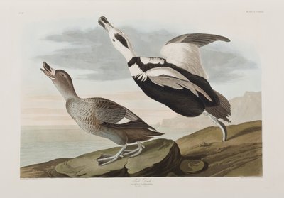 Illustration aus 