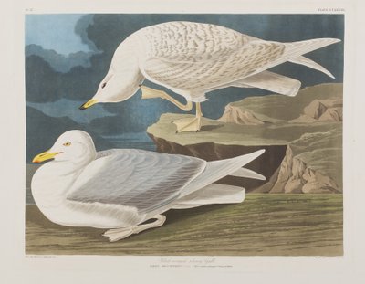 Illustration aus 