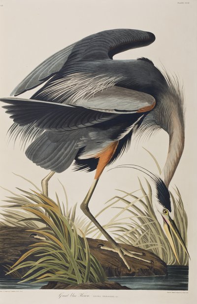Illustration aus 
